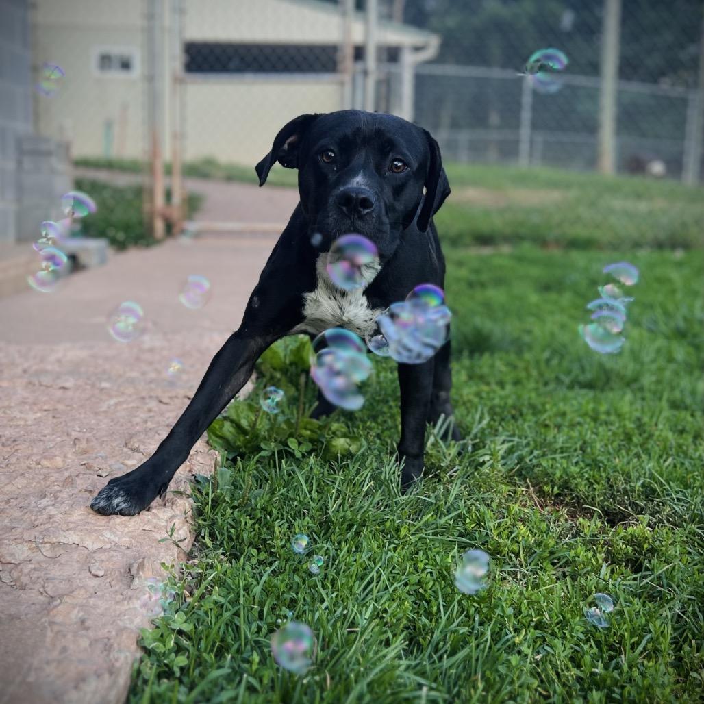 Enlarge Bennett, a Adoptable mixed breed in Harrisville, WV image 1/2