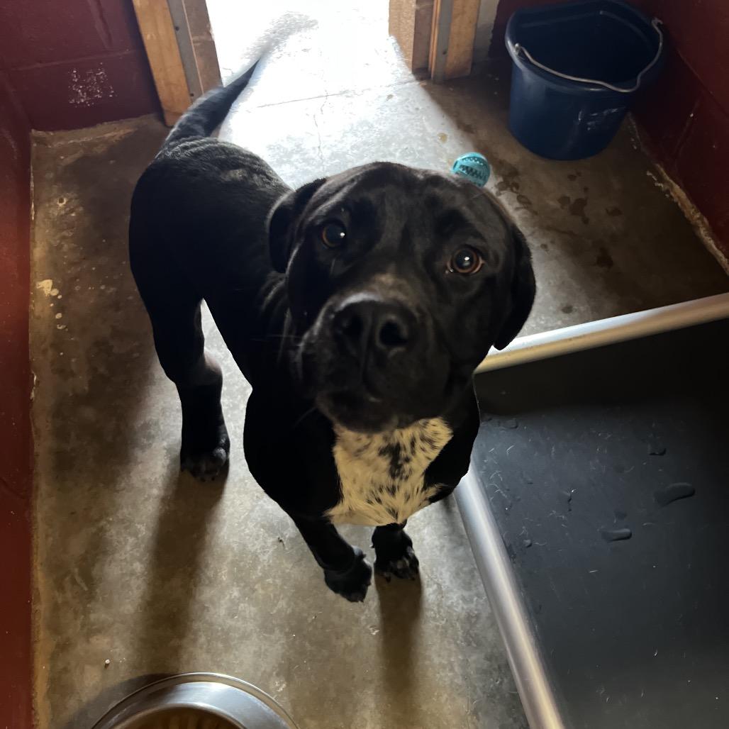 Enlarge Bennett, a Adoptable mixed breed in Harrisville, WV image 2/2