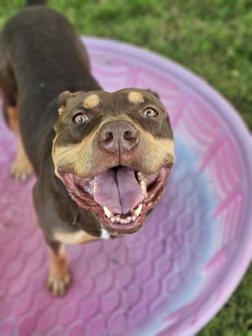 Goofy, Adoptable, Adult Male American Bully.