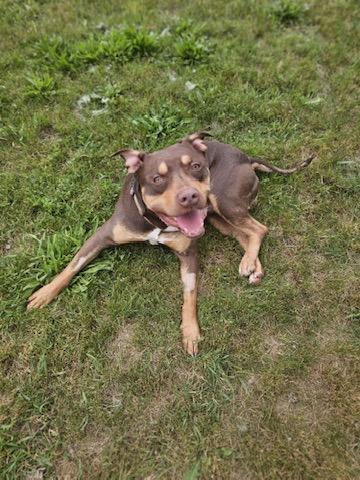 Enlarge Goofy, a Adoptable American Bully in Cobourg, ON image 5/5