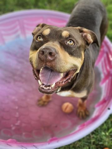 Enlarge Goofy, a Adoptable American Bully in Cobourg, ON image 3/5