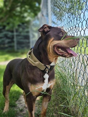 Enlarge Goofy, a Adoptable American Bully in Cobourg, ON image 4/5