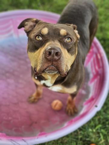 Enlarge Goofy, a Adoptable American Bully in Cobourg, ON image 2/5