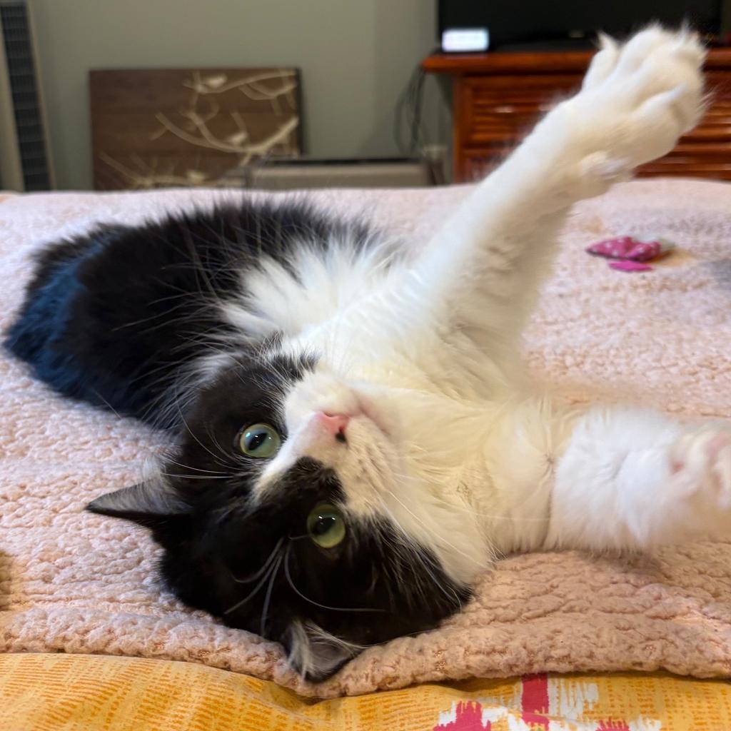Smokey, Adoptable, Adult Female Domestic Long Hair.