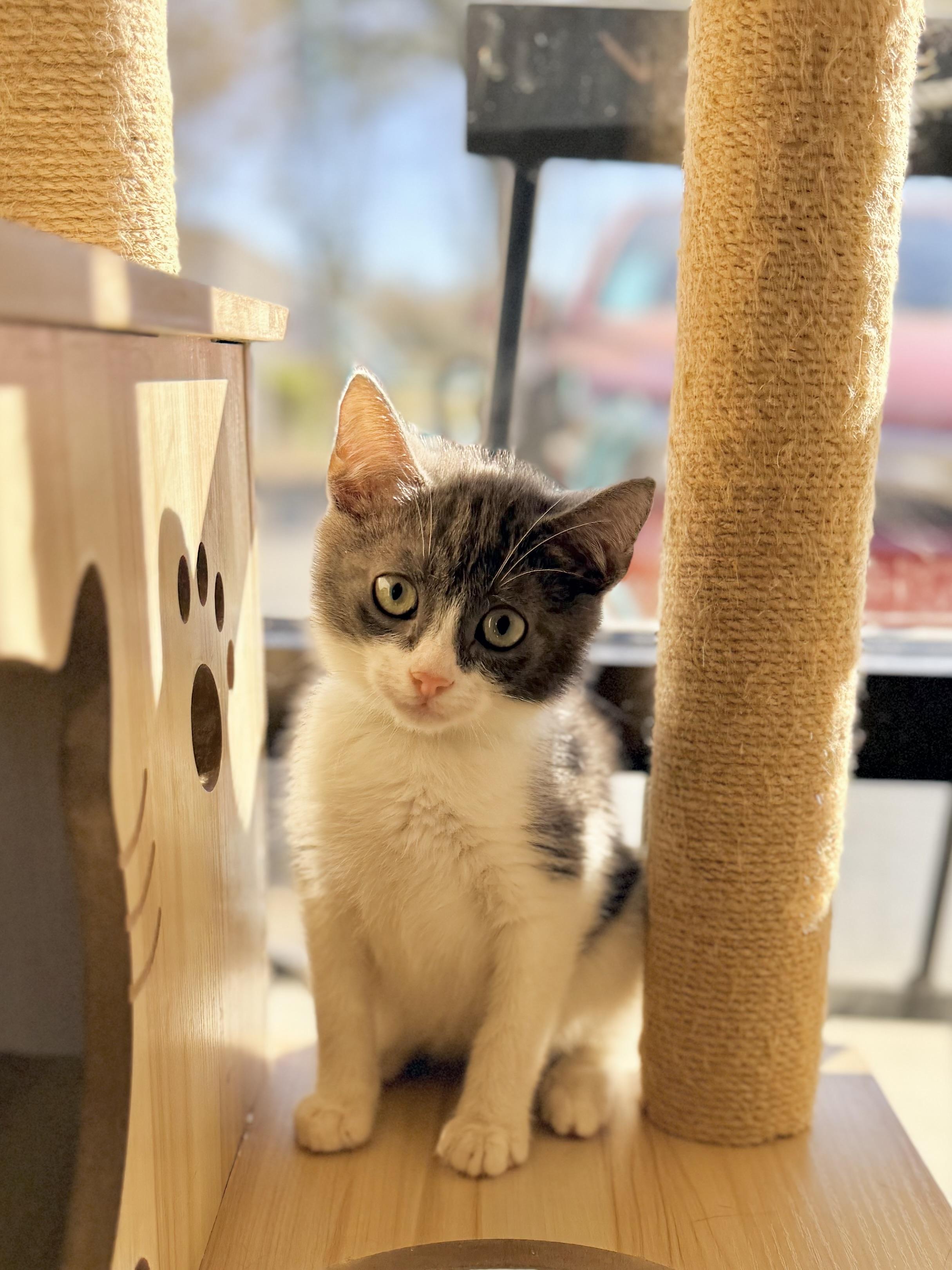 Helios, ADOPTABLE, Kitten Male Tuxedo.