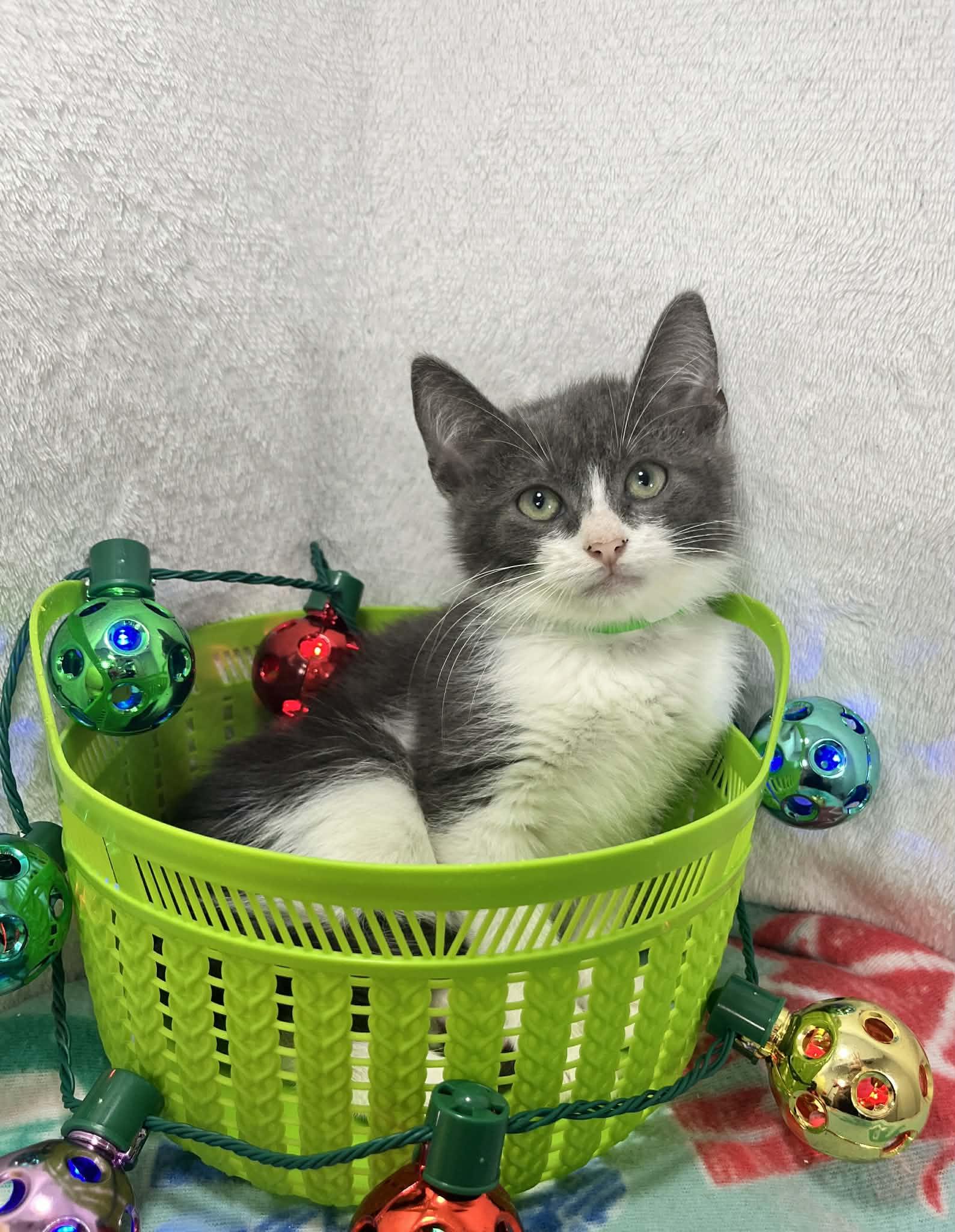 Enlarge Helios, a ADOPTABLE Tuxedo in Tavares, FL image 2/3