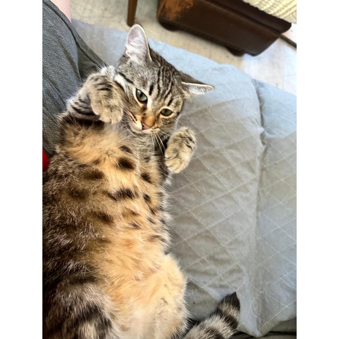 Enlarge Louise, a Adoptable mixed breed in Morgan Hill, CA image 6/6