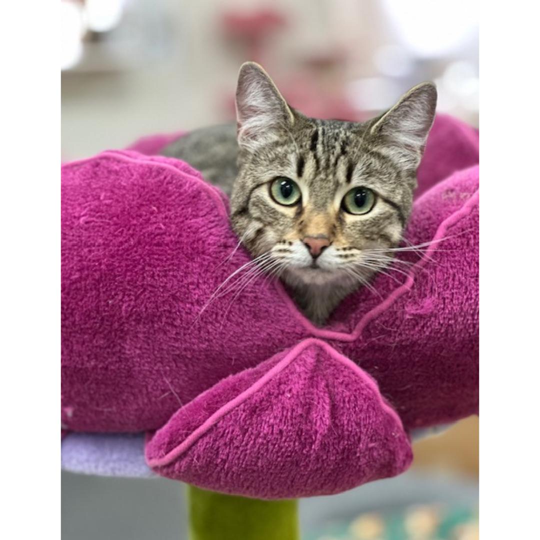Louise, Adoptable, Young Female Tabby & Domestic Short Hair.