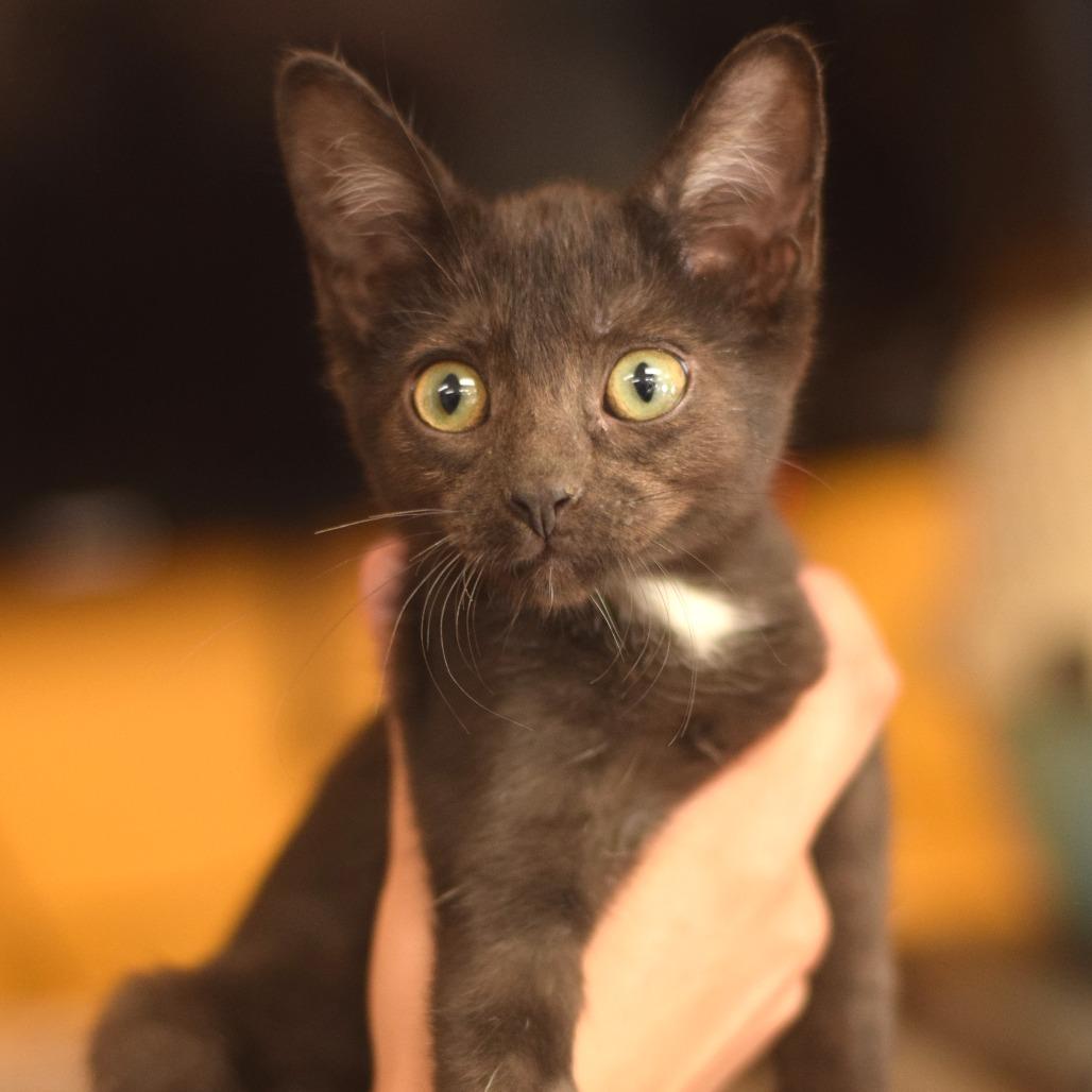 Enlarge Roswell - Wild Birds Unltd, a Adoptable Domestic Short Hair in Belleville, IL image 1/1