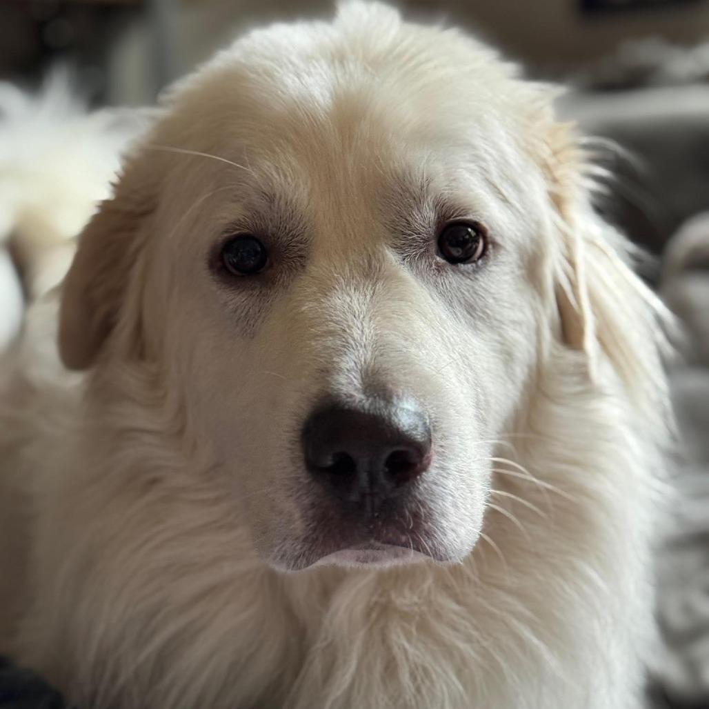 Duke, Adoptable, Adult Male Great Pyrenees & Saint Bernard.