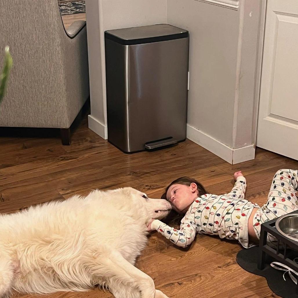 Duke, a Adoptable mixed breed in Bellingham, WA image 4/6