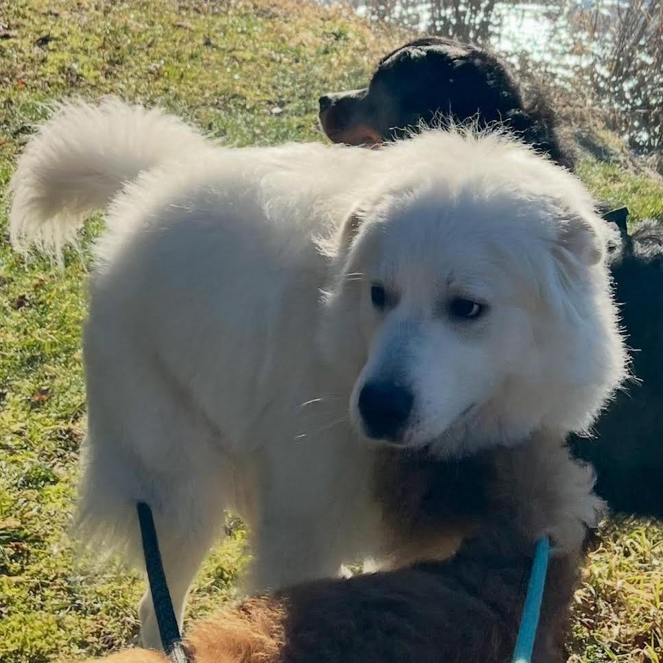 Duke, a Adoptable mixed breed in Bellingham, WA image 5/6