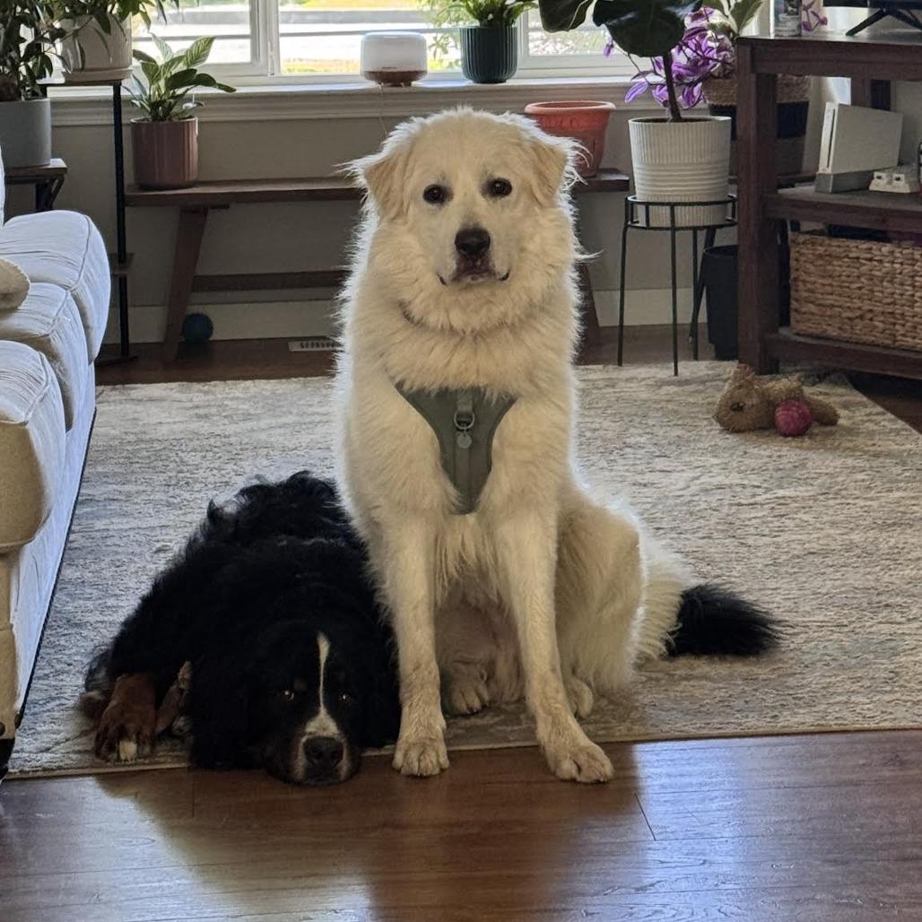 Duke, a Adoptable mixed breed in Bellingham, WA image 6/6