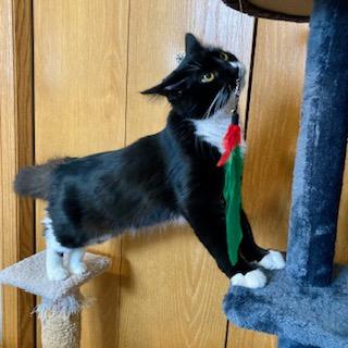 Foxy Tail, an adoptable Tuxedo in Hudson, WI image 6/6