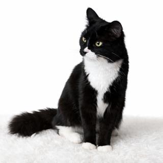 Foxy Tail, adoptable, Young Female Tuxedo.