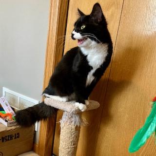 Foxy Tail, an adoptable Tuxedo in Hudson, WI image 5/6