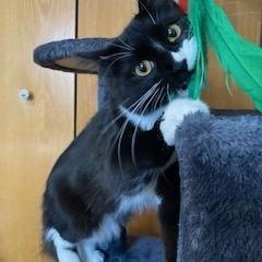 Foxy Tail, an adoptable Tuxedo in Hudson, WI image 3/6