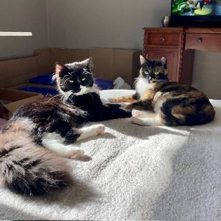 Foxy Tail, an adoptable Tuxedo in Hudson, WI image 2/6