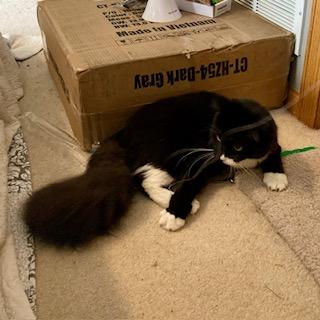 Foxy Tail, an adoptable Tuxedo in Hudson, WI image 4/6