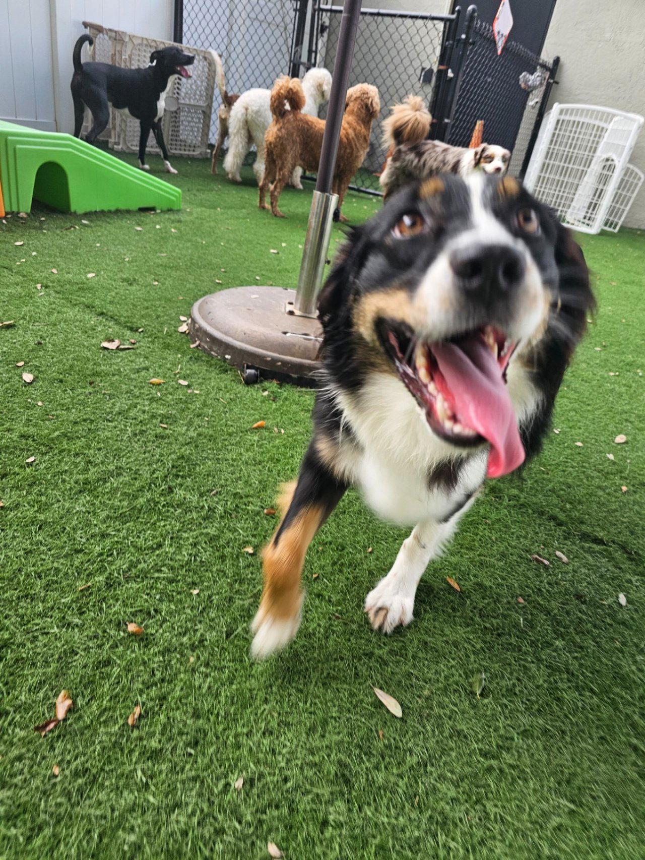 Stevie, Adoptable, Young Female Australian Shepherd.