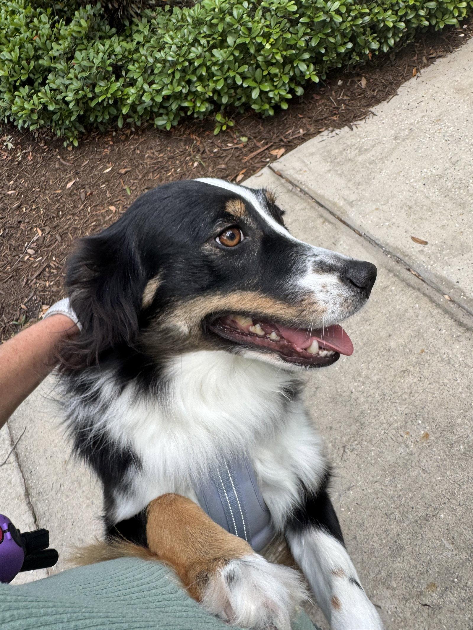 Enlarge Stevie, a Adoptable Australian Shepherd in Valrico, FL image 3/3