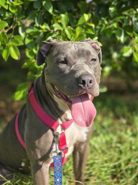 Enlarge ARMANDO, a Adoptable Mixed Breed in Palmetto, FL image 1/1