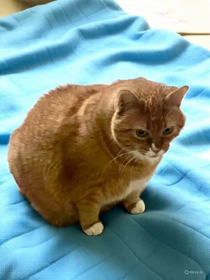Enlarge Sherbet, a Adopted Domestic Short Hair in Stevensville, MD image 1/1