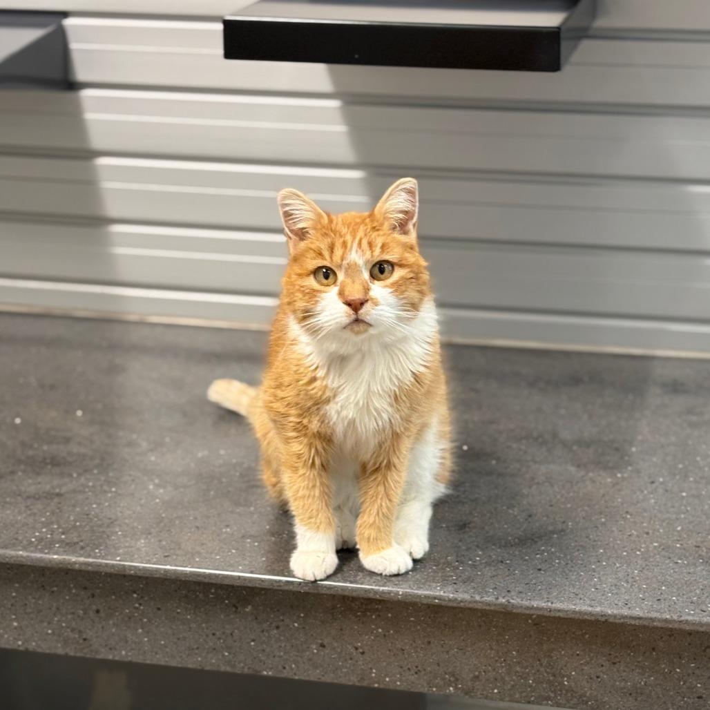 Enlarge Charlene, a Adoptable Domestic Short Hair in Hailey, ID image 4/6