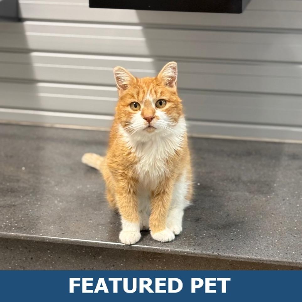 Charlene, a Adoptable Domestic Short Hair in Hailey, ID image 4/6