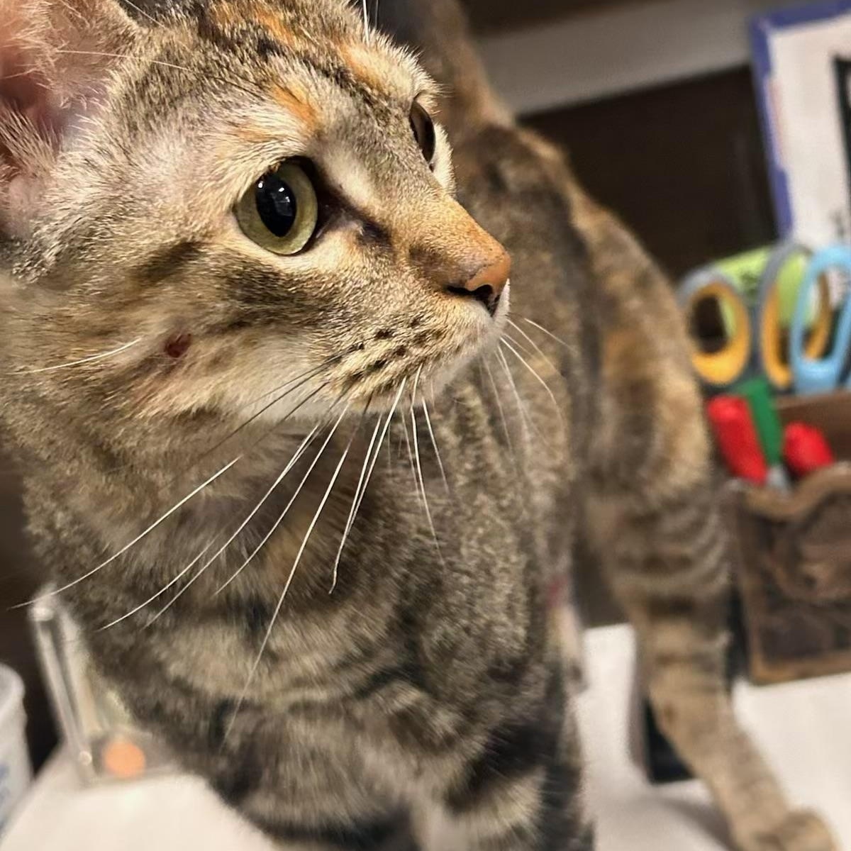 Sassi - Kuykendahl Petsmart