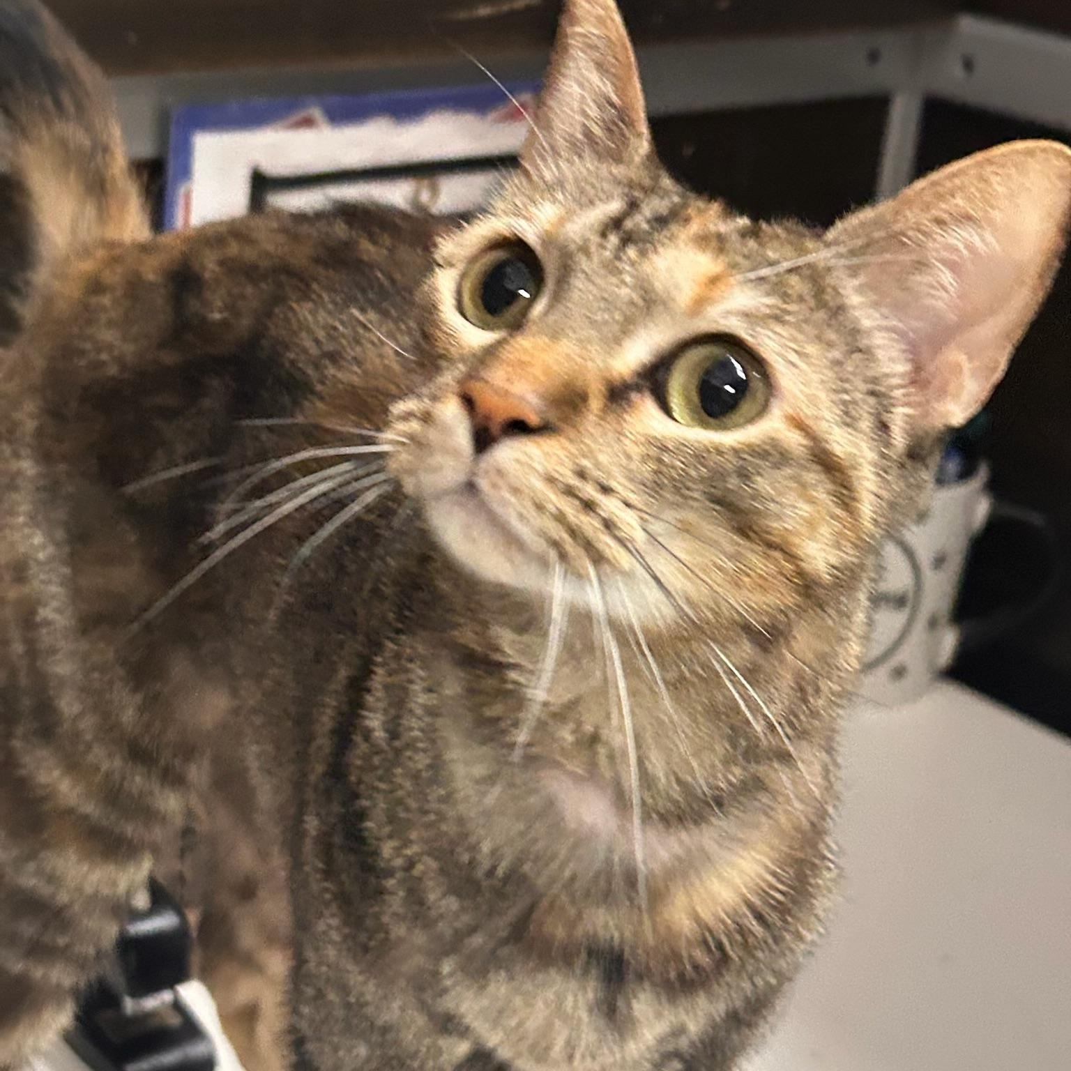 Enlarge Sassi - Kuykendahl Petsmart, a Adoptable mixed breed in Spring, TX image 2/3