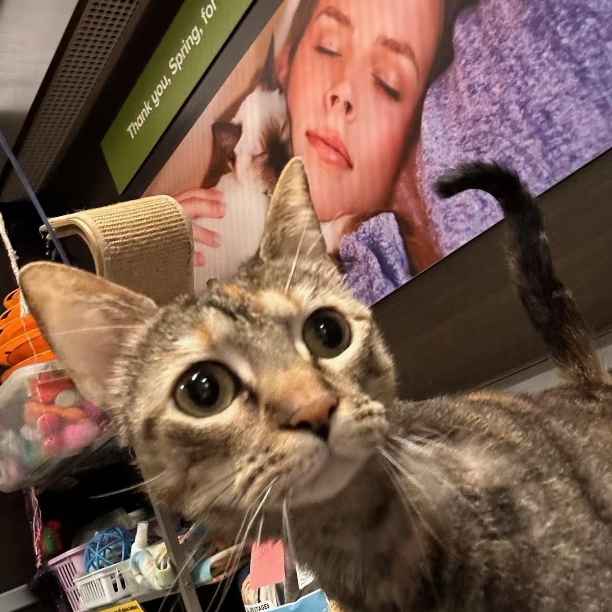 Sassi - Kuykendahl Petsmart — thumbnail 3