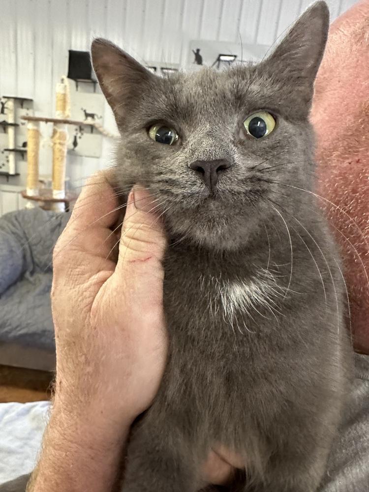 Enlarge Mindy (Perkiomen Grays), a Adoptable Domestic Short Hair in Telford, PA image 1/2