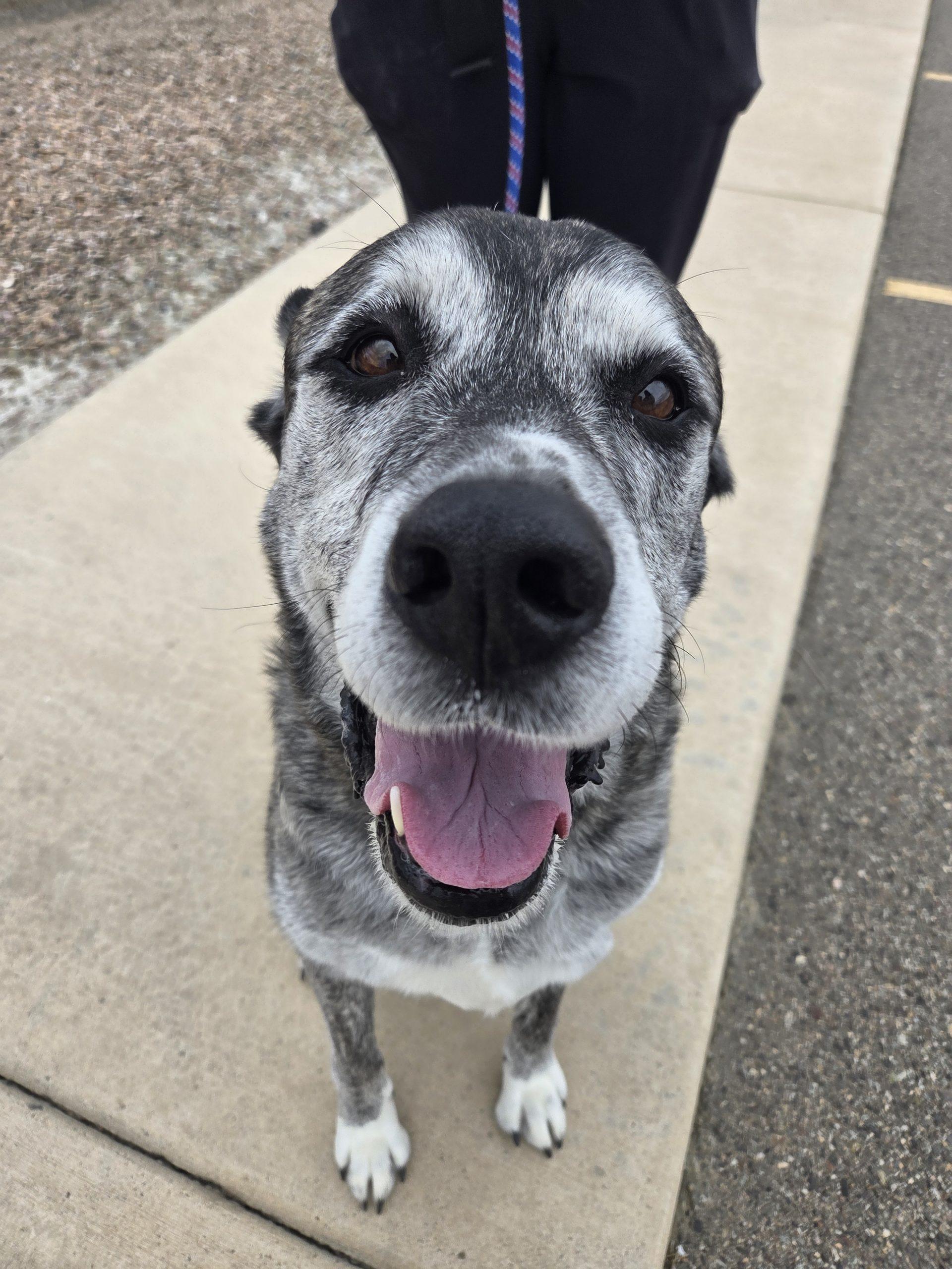 Stella (Sylvia), a Adoptable mixed breed in Grand Junction, CO image 1/5