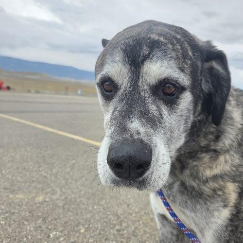 Stella (Sylvia), a Adoptable mixed breed in Grand Junction, CO image 2/5