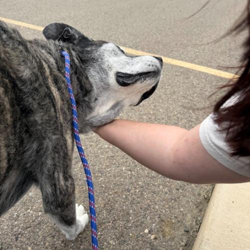 Stella (Sylvia), a Adoptable mixed breed in Grand Junction, CO image 3/5