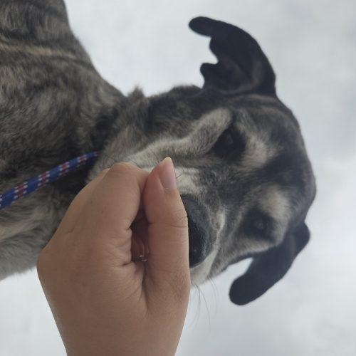 Stella (Sylvia), a Adoptable mixed breed in Grand Junction, CO image 4/5