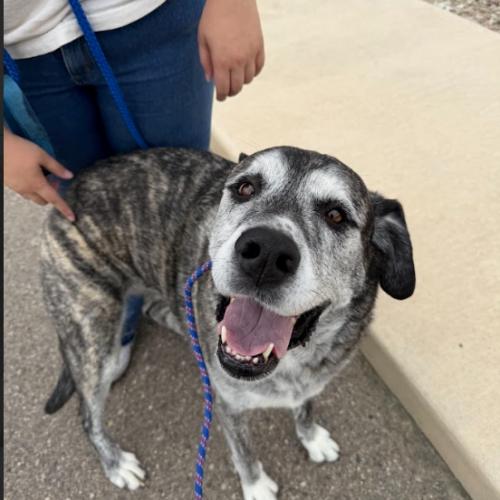 Stella (Sylvia), a Adoptable mixed breed in Grand Junction, CO image 5/5