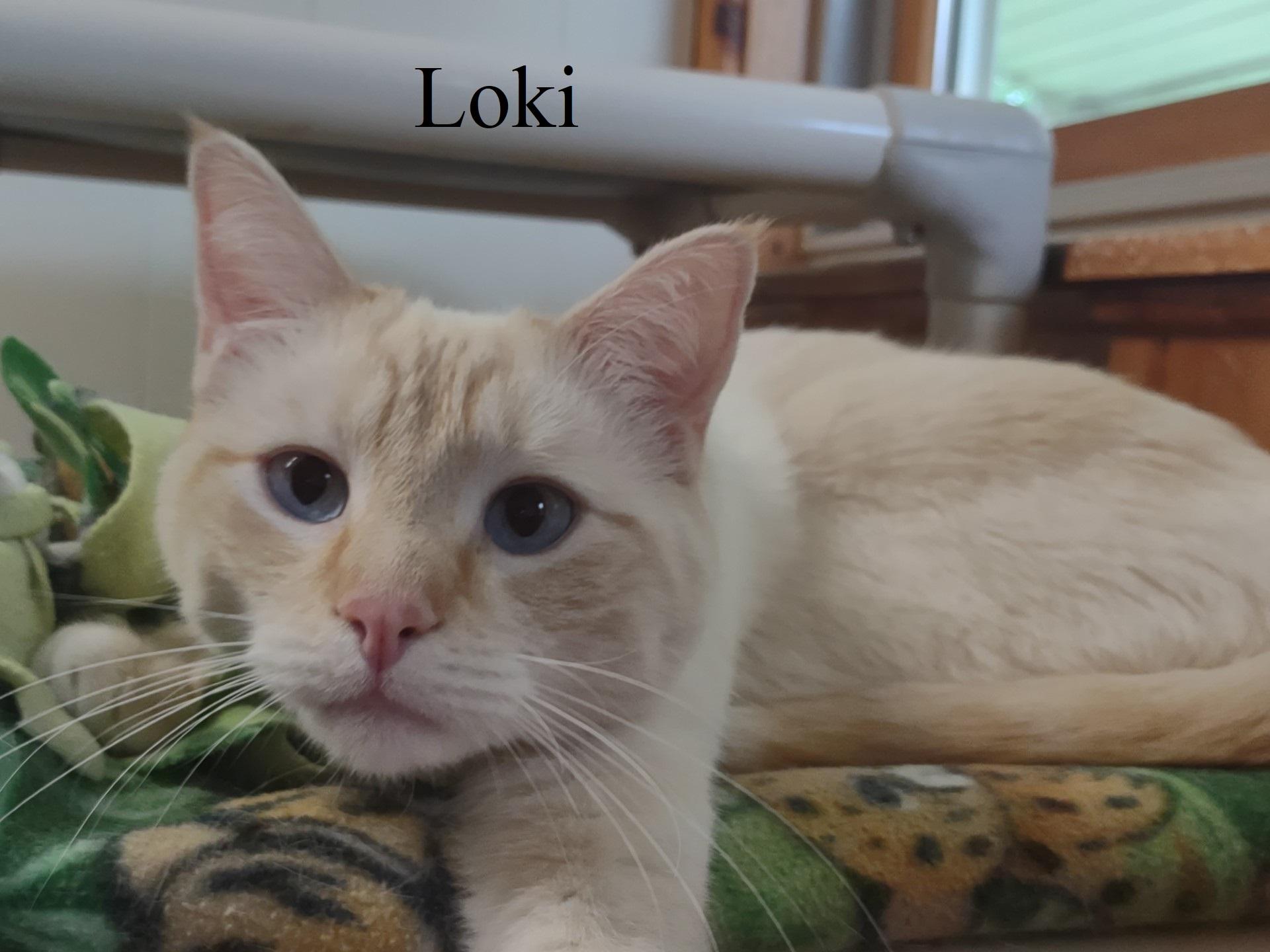 Loki & Violet photo 2