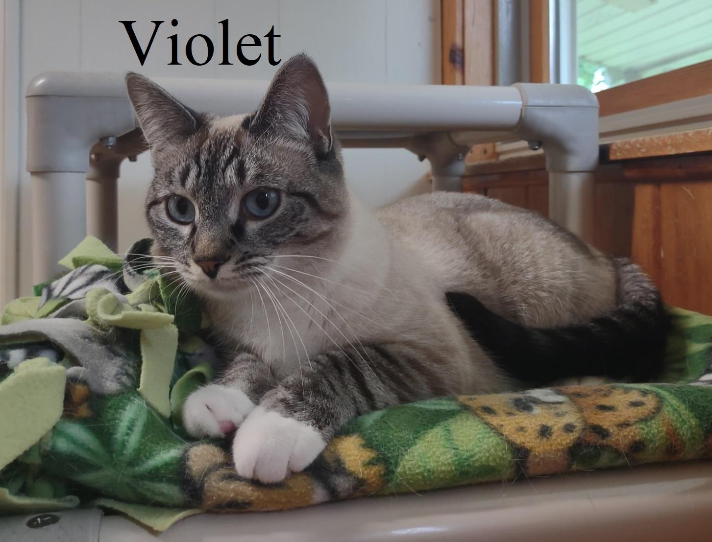 Loki & Violet photo 3
