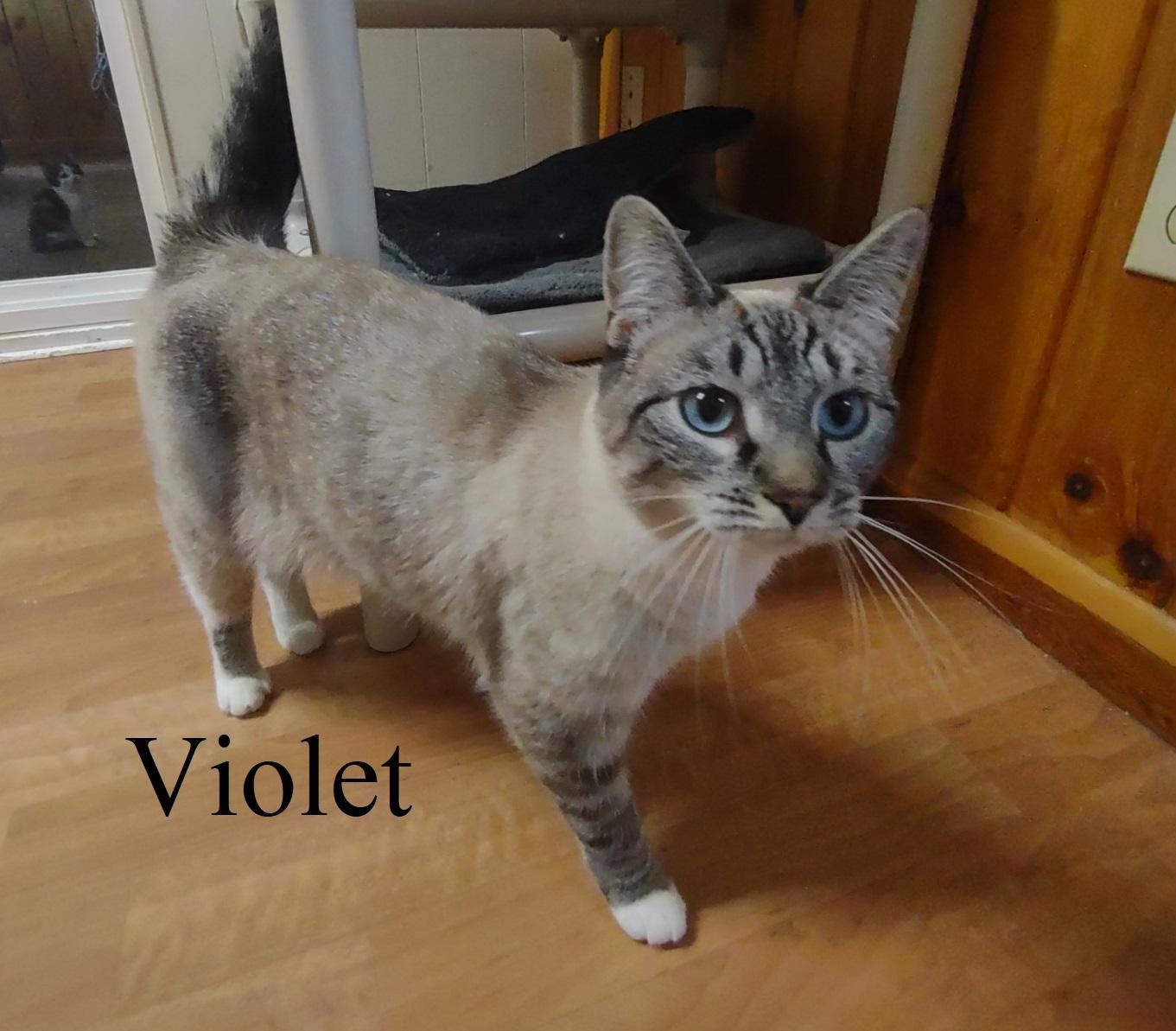 Loki & Violet photo 5