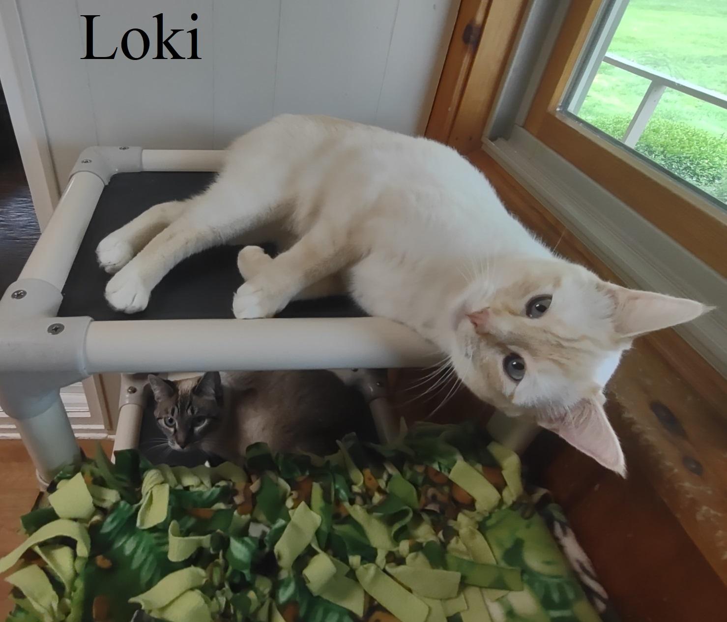 Loki & Violet photo 4