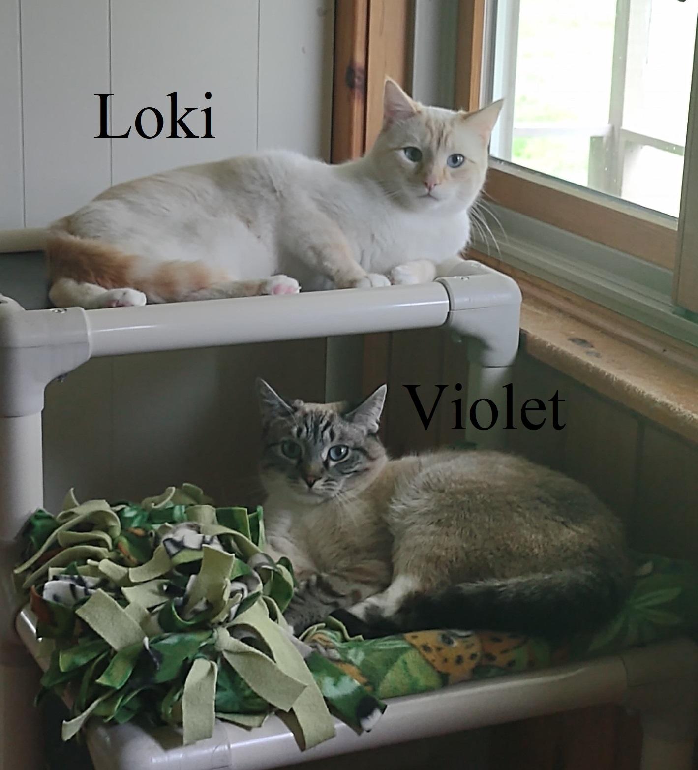 Loki & Violet, Young Male Siamese