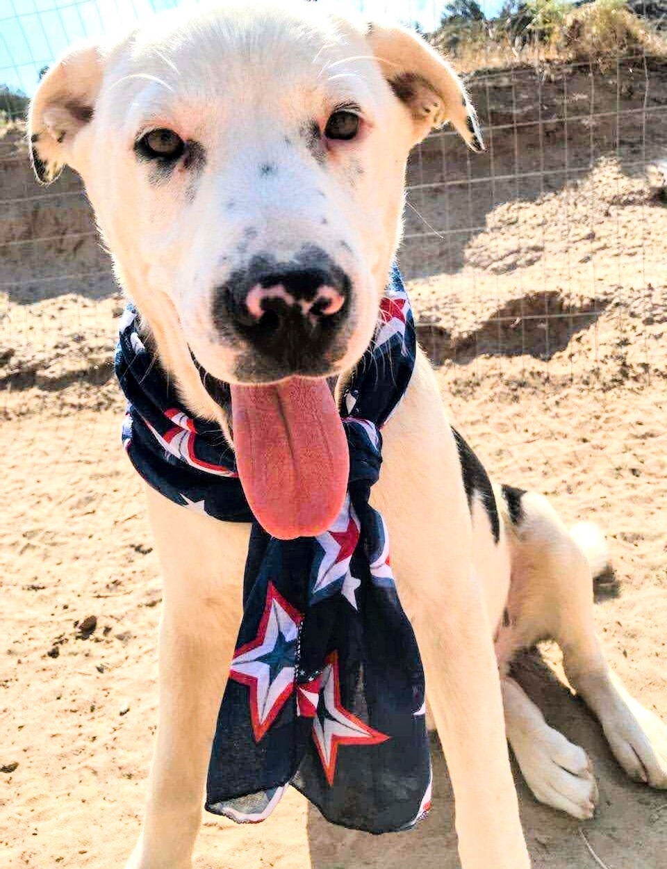 Enlarge ROLLO POLLO, a Adoptable mixed breed in Pena Blanca, NM image 1/11