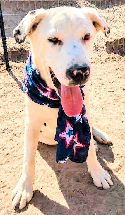 Enlarge ROLLO POLLO, a Adoptable mixed breed in Pena Blanca, NM image 2/11