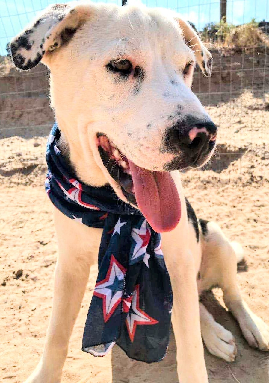 Enlarge ROLLO POLLO, a Adoptable mixed breed in Pena Blanca, NM image 3/11