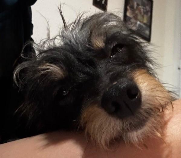 Enlarge HONEY, an adopted mixed breed in fort worth, TX image 3/4