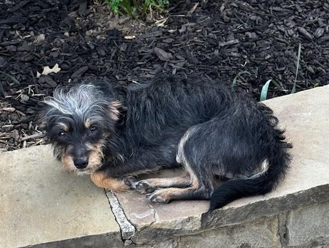 Enlarge HONEY, an adopted mixed breed in fort worth, TX image 2/4