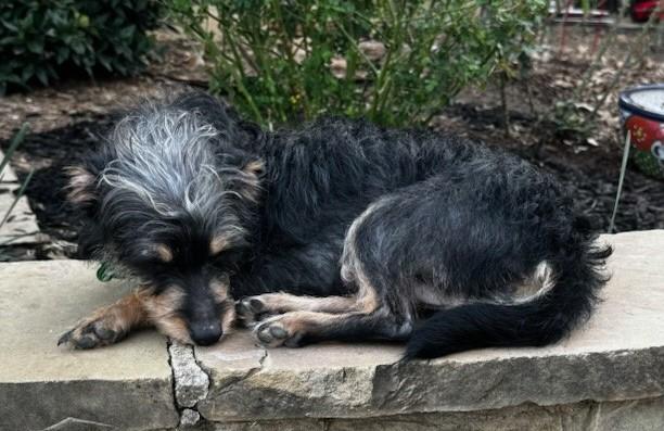 Enlarge HONEY, an adopted mixed breed in fort worth, TX image 4/4