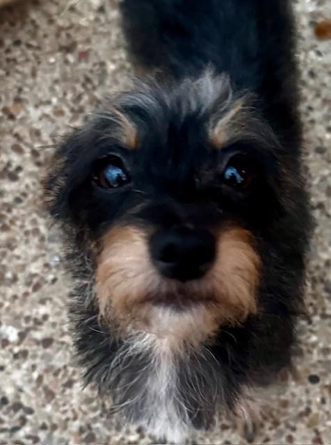 Enlarge HONEY, an adopted mixed breed in fort worth, TX image 1/4